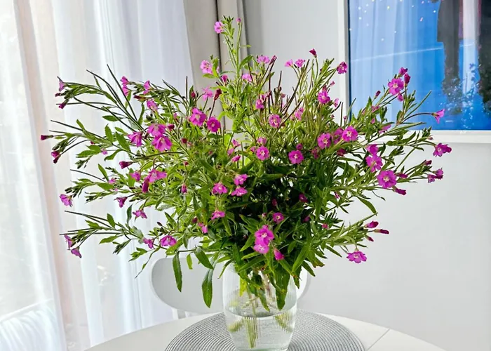 24 Przy Plazy Jastrzebia Gora-